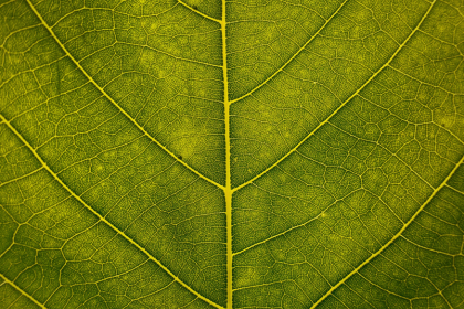 Thoughts on Earth Day and stewardship